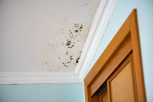 Best Home Mold Removal  in South Toms River, NJ