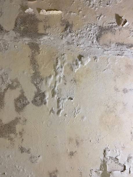 Best Mold Cleaning Services  in South Toms River, NJ