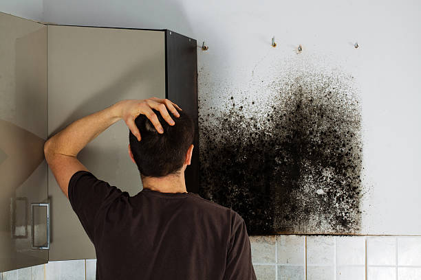 Best Fast Mold Removal  in South Toms River, NJ